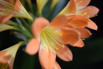 _DSC0012