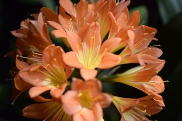 _DSC0022