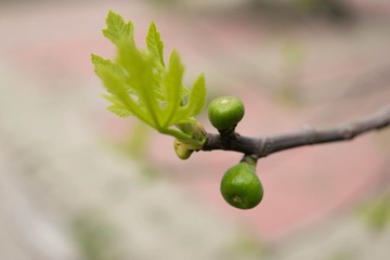 _DSC0036