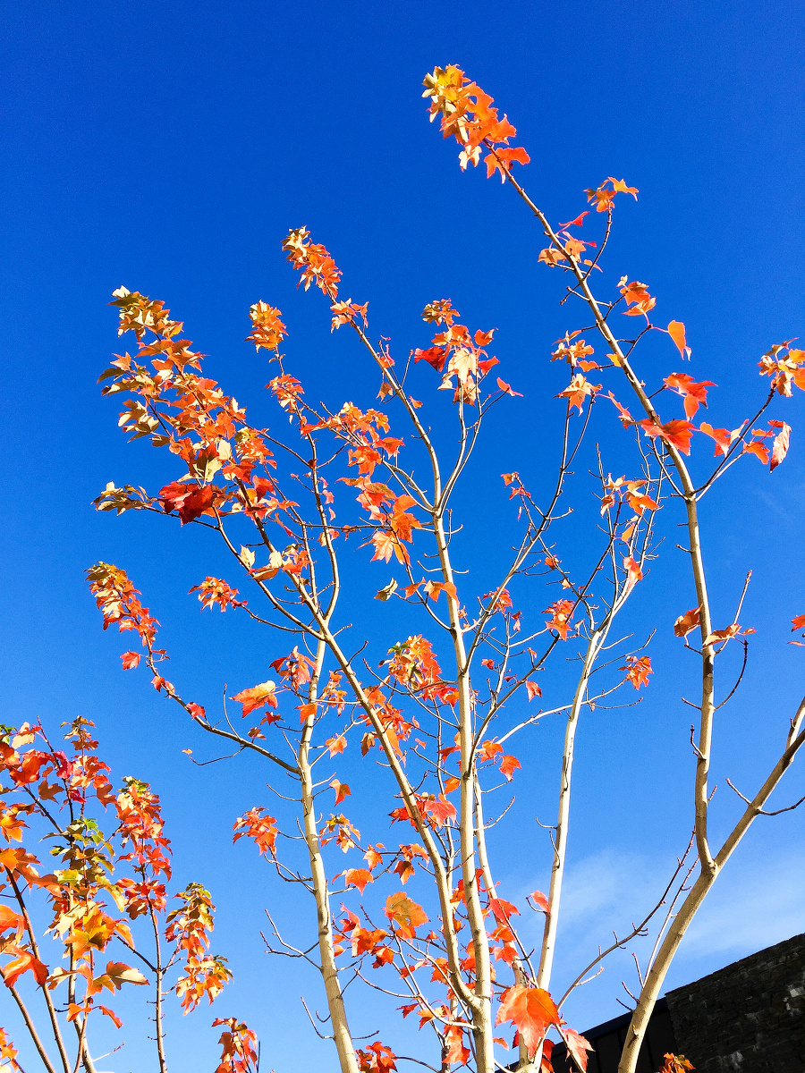 没有人会留意,这个城市的秋天,窗外阳光灿烂,我却没有温暖