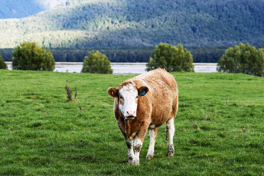 格林诺奇(Glenorchy)位于新西兰南岛瓦卡蒂普湖(Lake Wakatipu)的西端，距离皇后镇约48公里，背靠天然的山毛榉树林和高耸入云的雪山，拥有优良的天然牧场和安静简洁的村庄，是包括《魔戒》、《霍比特人》等著名电影的外景地，被誉为“天堂小镇”、“魔戒小镇”。