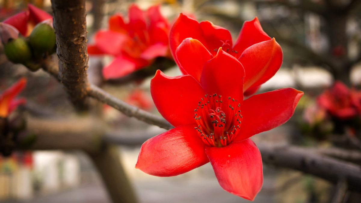 br /> 志气谁能挡 br /> 红棉怒放,驱去严寒 br /> 花朵竞向高枝放 br