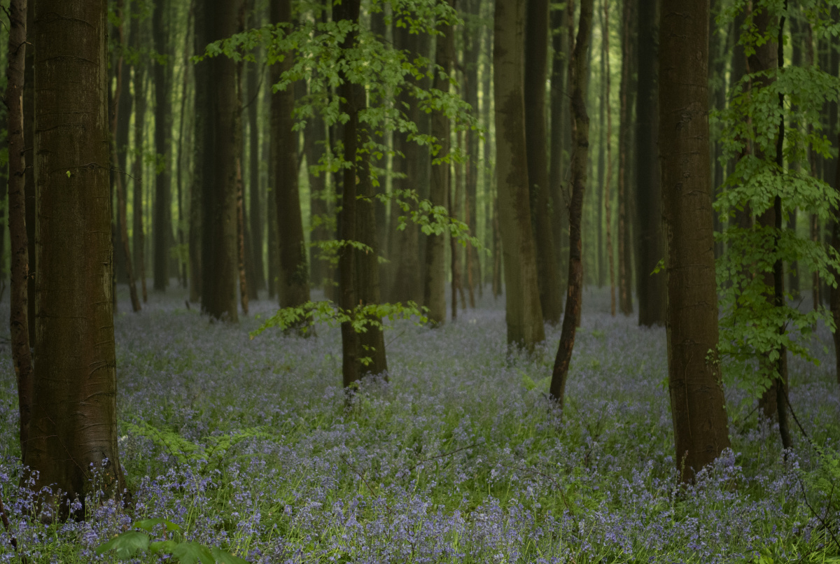 雨中的紫色森林丨purpleforestintherain