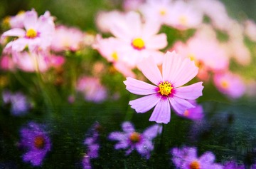 菊之乡愁