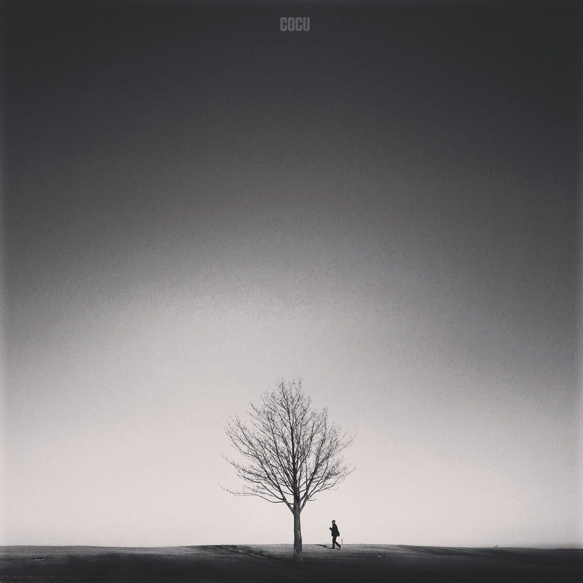 Solo tree | Ins: cocu_liu