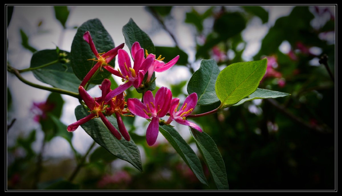 忍冬一组 - 秋风行摄 - 图虫