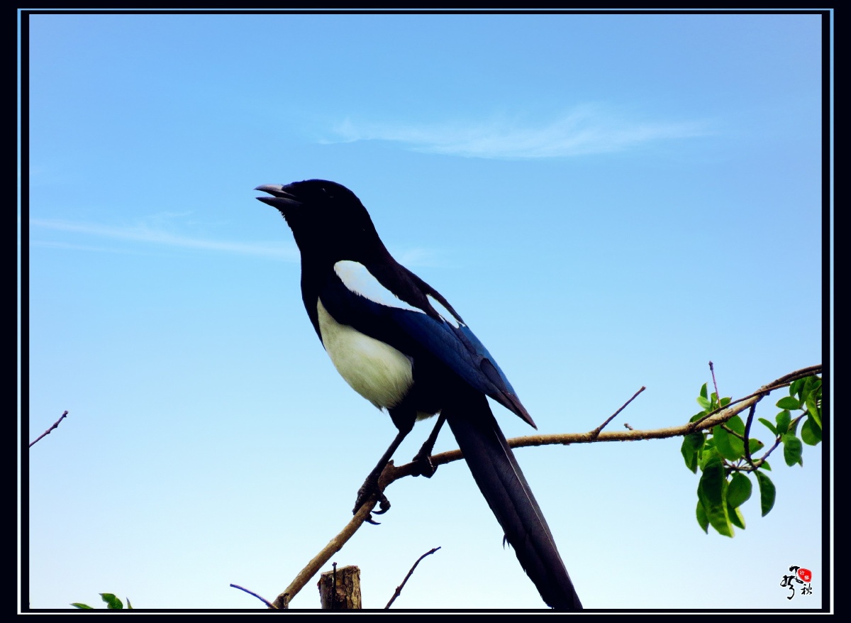 树枝上的喜鹊