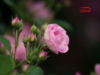 CRW_0614-Edit