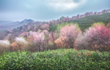 樱花谷