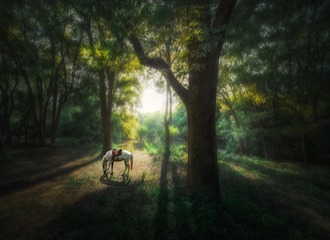 小树林