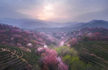 樱花谷