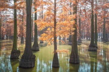 涨渡河水杉