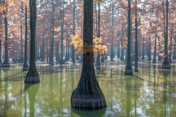水杉树