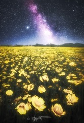 田园星光