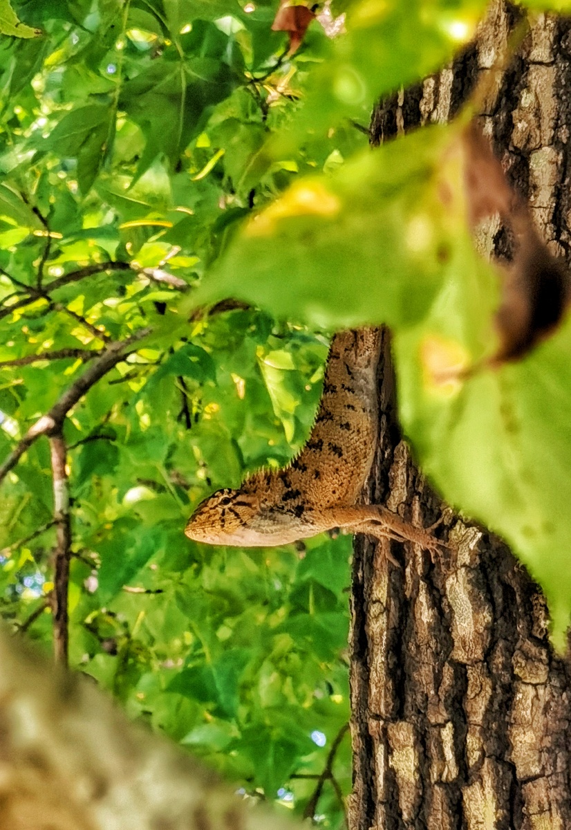 蜥蜴(俗称变色龙) - 中国龙_广西 - 图虫