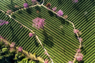DJI_0790