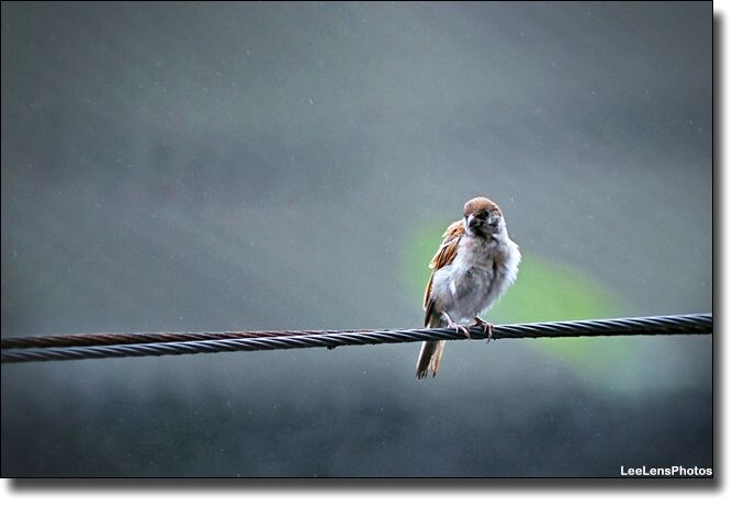 毛毛细雨下一只孤单的小麻雀在电线上停歇