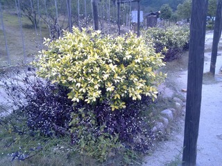201112092467