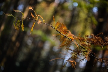 DSC_7073-10