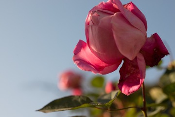 DSC_7791-3