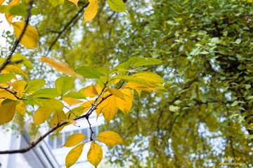 _DSC4850-3