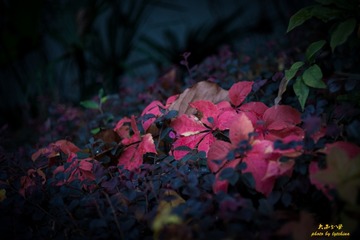 _DSC4929-5