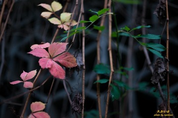 _DSC4933-6