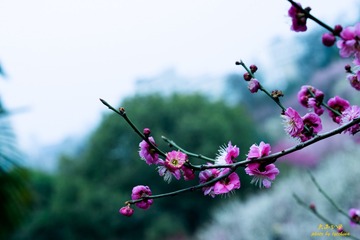 DSC_6310-编辑