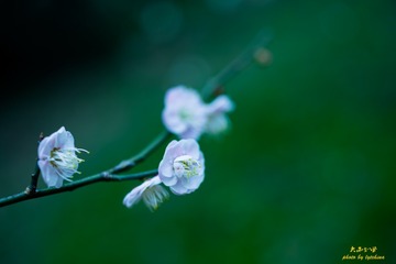 DSC_6388-编辑