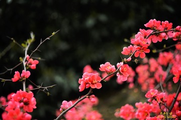 DSC_3329-编辑