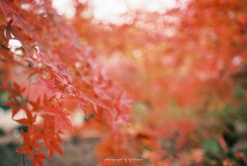 中山植物园的秋天2