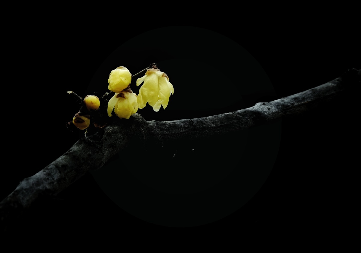 凤凰涅盘浴火重生668 - 图虫