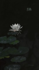 1000019017