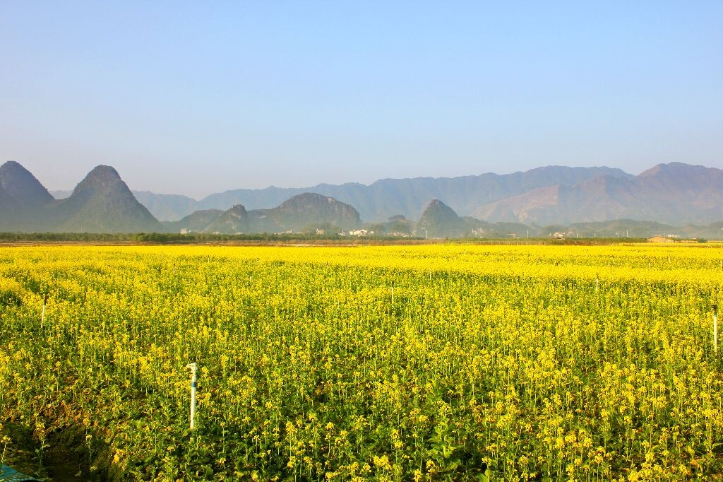 春。南国春日，油菜花早已按耐不住春之欢悦