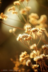 -IMG_2329
