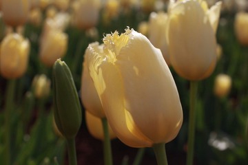IMG_7456.JPG