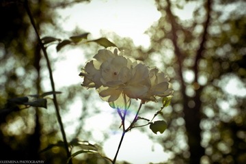 IMG_4778.jpg