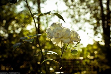 IMG_4780.jpg