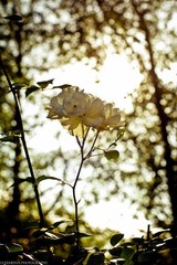 IMG_4781.jpg