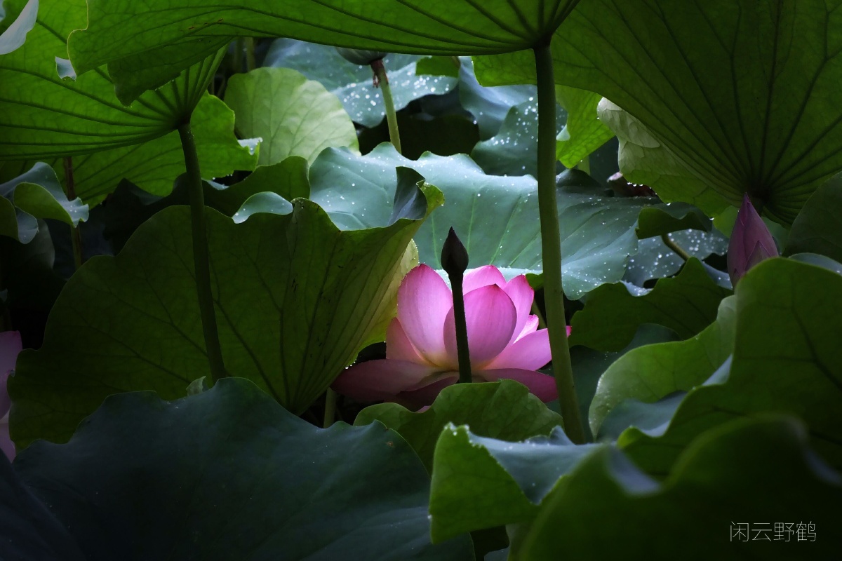 羞答答的荷花静悄悄的开