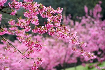 1202502
