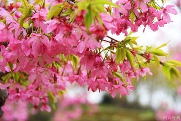1202504