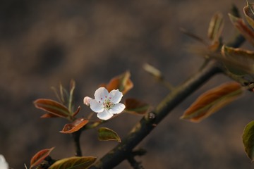474964