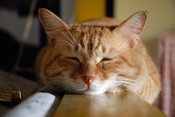 DSC_0026.jpg