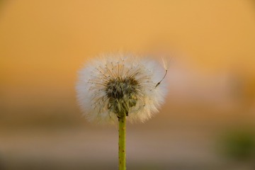 2756927