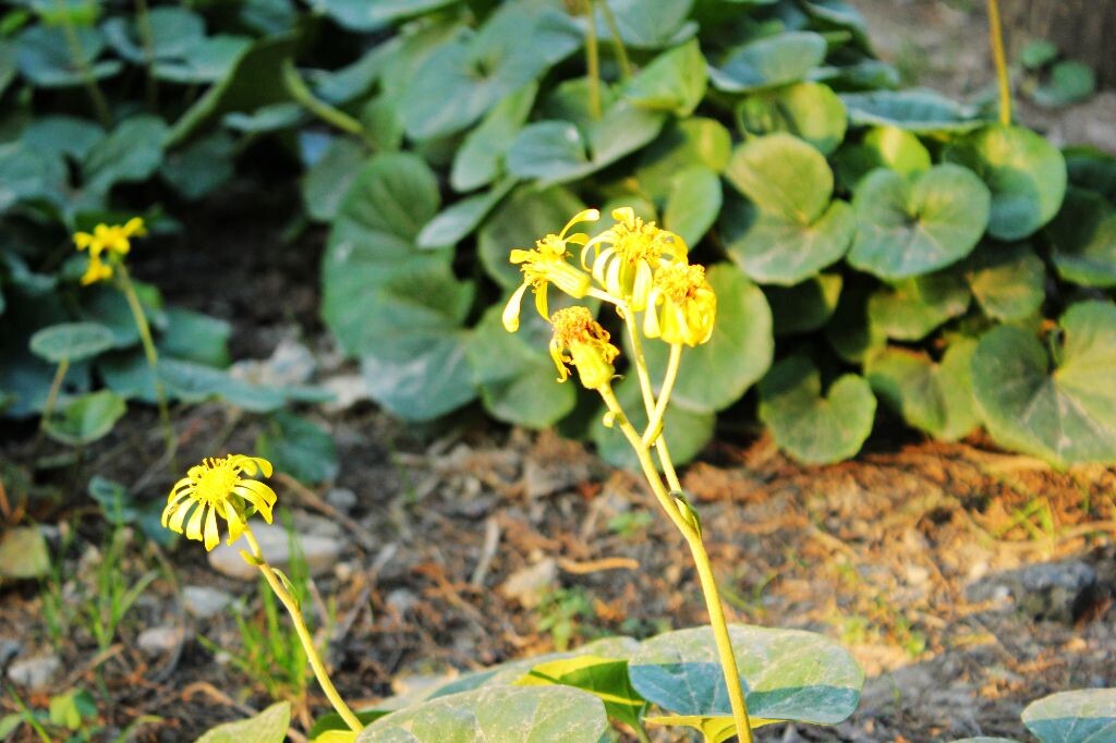 菊