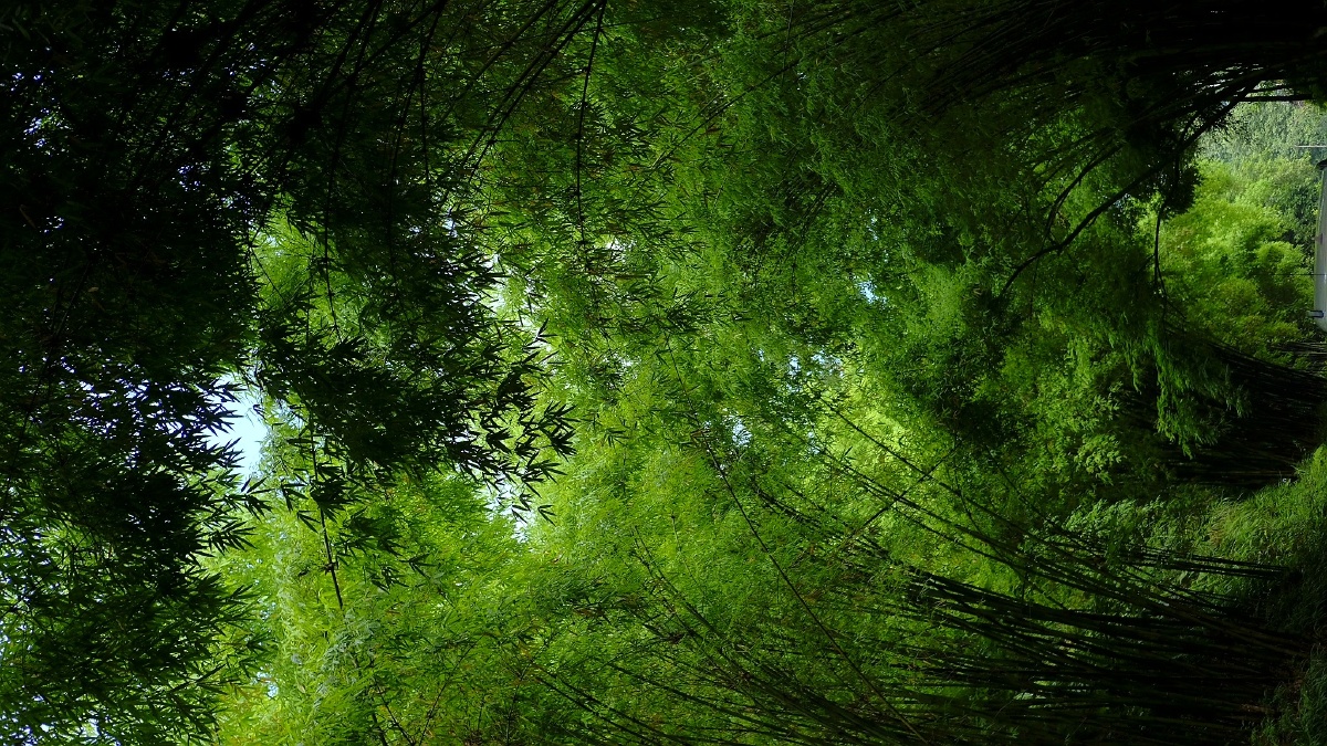 邛崃竹海 - 哔哩吧啦嘣 - 图虫网 - 最好的摄影师都在这