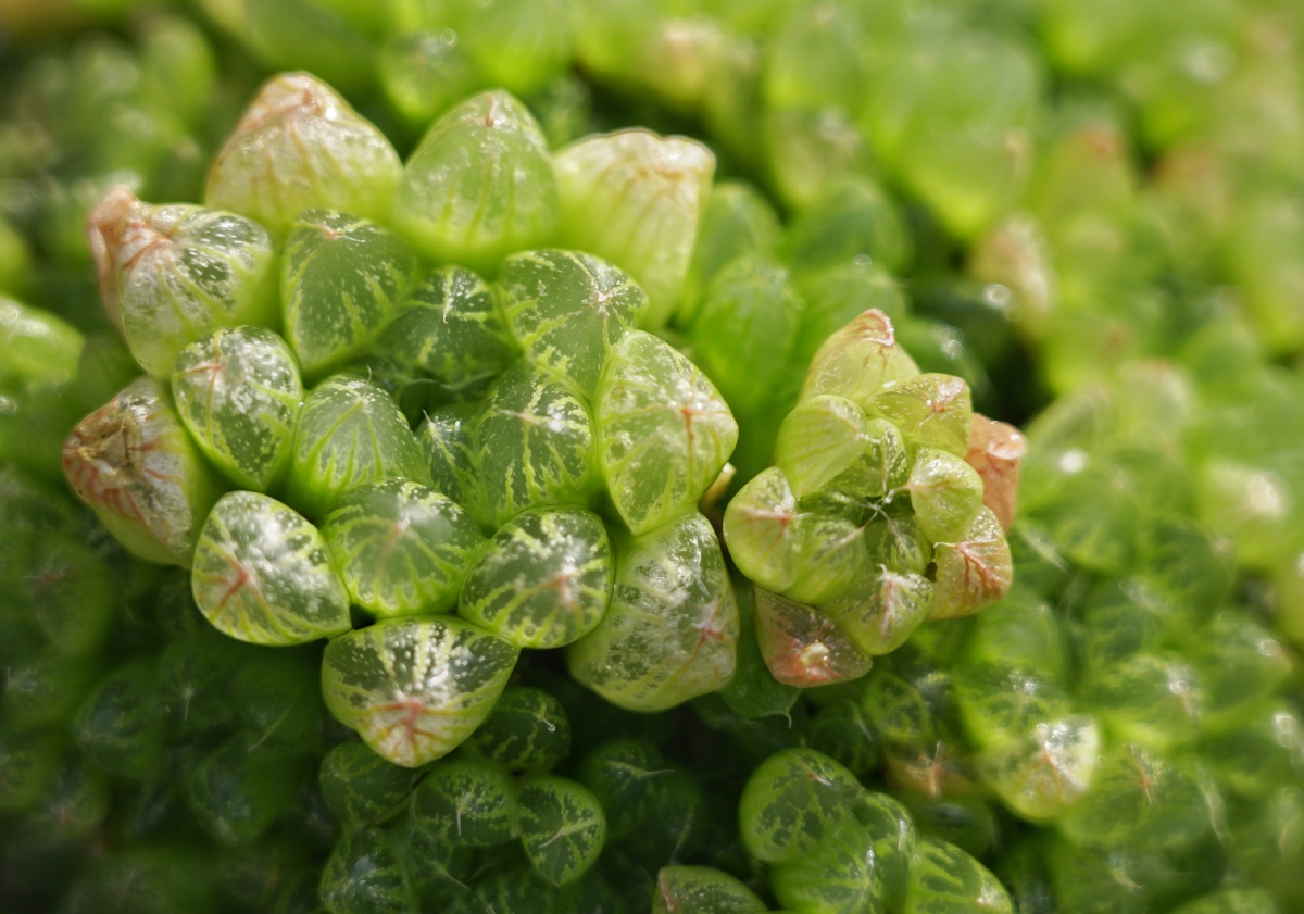 多肉植物十二卷玉露寿五十铃玉