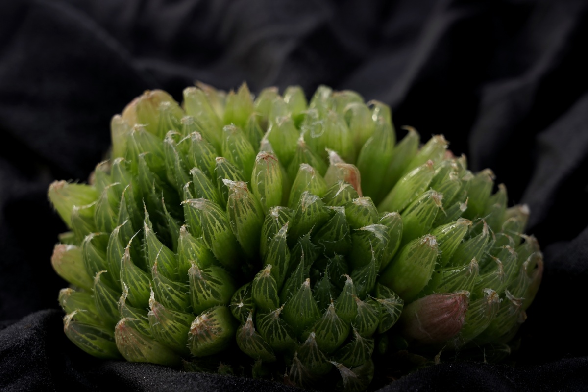 多肉植物十二卷玉露寿五十铃玉