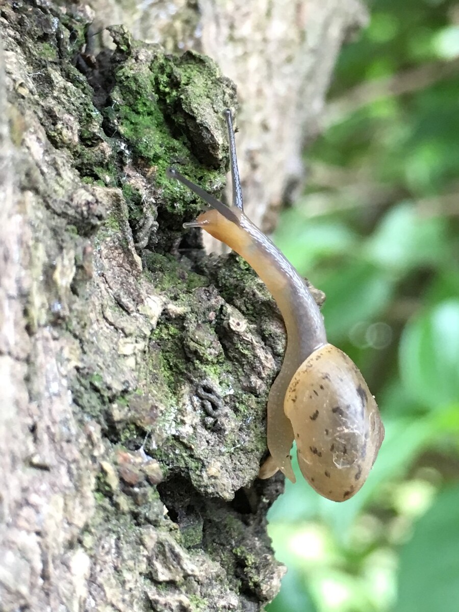 ţ